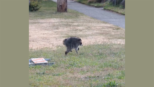 Jimothy the raccoon has a rare spinal condition. Here’s what that means.