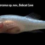 New eyeless ‘demon cavefish’ discovered in Alabama named after mythological Demogorgon