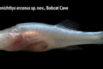 New eyeless ‘demon cavefish’ discovered in Alabama named after mythological Demogorgon