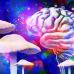 Magic mushrooms may reshape the brain long after the trip ends