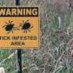 Tick-borne meat allergy: Many carry alpha-gal antibodies without symptoms
