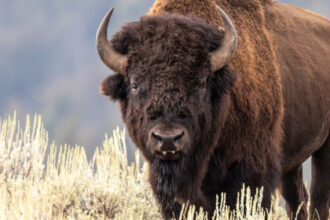Bull bison sends Yellowstone visitor flipping through the air in campground attack caught on video