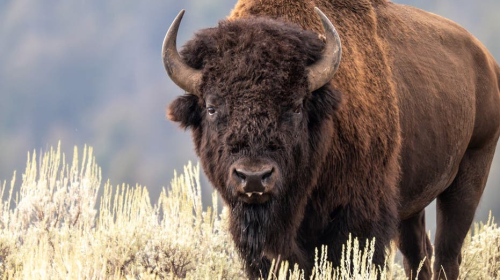 Bull bison sends Yellowstone visitor flipping through the air in campground attack caught on video