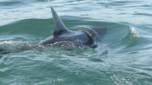 Shark sightings trigger beach alarm after swimmer is bitten during summer spike