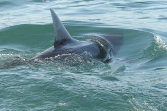 Shark sightings trigger beach alarm after swimmer is bitten during summer spike