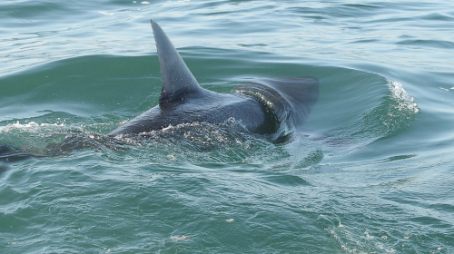 Shark sightings trigger beach alarm after swimmer is bitten during summer spike