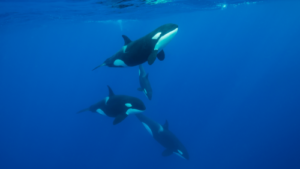 Orcas smash dead sunfish into bite-sized pieces