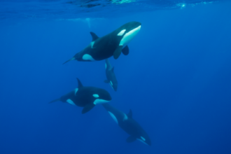 Orcas smash dead sunfish into bite-sized pieces