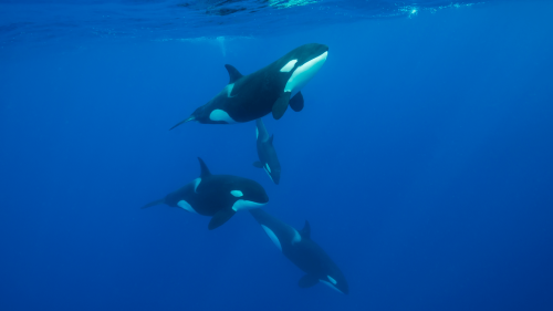 Orcas smash dead sunfish into bite-sized pieces