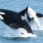 Watch Orcas Play With (Read: Obliterate) Their Food