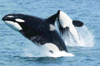 Watch Orcas Play With (Read: Obliterate) Their Food