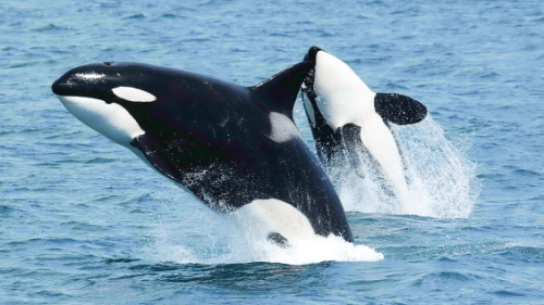 Watch Orcas Play With (Read: Obliterate) Their Food