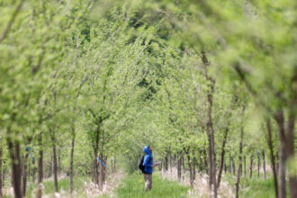 The deadly experiment that could save the American elm