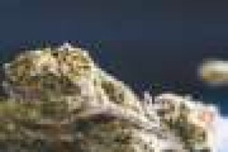 Less cannabis use among adolescents, but social disparities persist