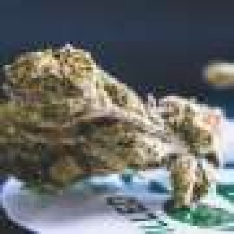Less cannabis use among adolescents, but social disparities persist