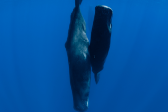 Sperm whales blow bubbles to help them nap
