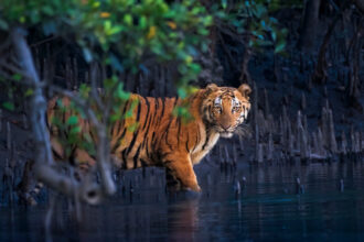 18 stunning wildlife images from the Mangrove Photography Awards