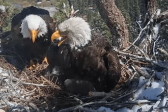 Bald eagles Jackie and Shadow raise $10 million