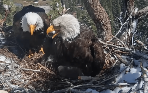 Bald eagles Jackie and Shadow raise $10 million