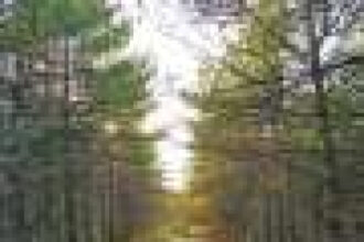 Unwritten social rules, not government oversight, help keep forest land sustainable