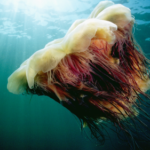 World’s largest jellyfish spotted near Cape Cod