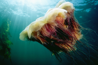 World’s largest jellyfish spotted near Cape Cod