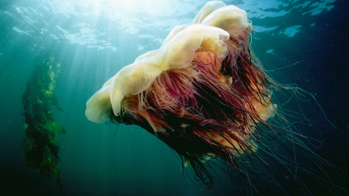 World’s largest jellyfish spotted near Cape Cod