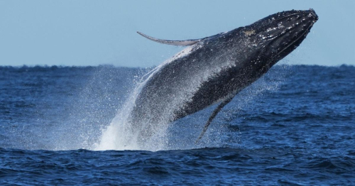 Whale ‘supergroups’ show numbers are rebounding from hunting. But Iran war holds dangers for them