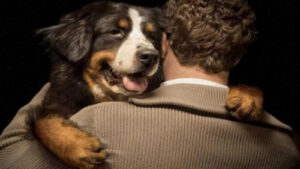 El Consejo Local de Protección Animal articula acciones para fortalecer el bienestar animal