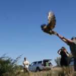 La Secretaría Distrital de Ambiente libera a 62 animales silvestres rehabilitados