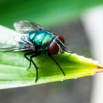 Smell of death could help trap invasive, cow-killing screwworms