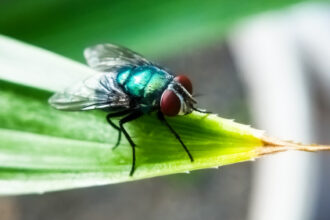 Smell of death could help trap invasive, cow-killing screwworms