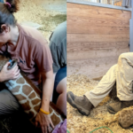 Premature baby giraffe keeps beating the odds after emergency C-section