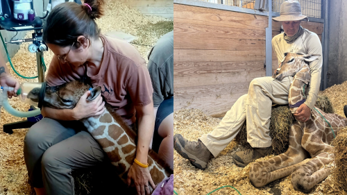Premature baby giraffe keeps beating the odds after emergency C-section