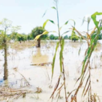 Farmers in tale of woes over flooding