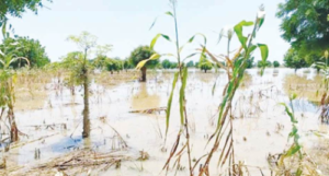 Farmers in tale of woes over flooding