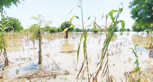 Farmers in tale of woes over flooding