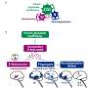 Impaired functioning of the brain’s clearance system could be involved in various neurodegenerative diseases