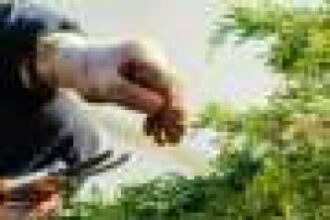 AI technology sees through leaves to transform horticulture