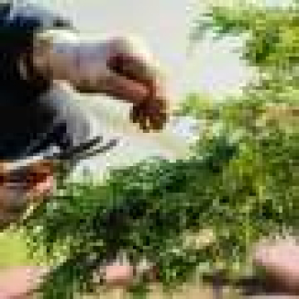 AI technology sees through leaves to transform horticulture