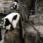 Rare twin lemurs born at New York’s Central Park Zoo