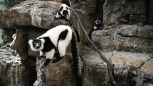 Rare twin lemurs born at New York’s Central Park Zoo