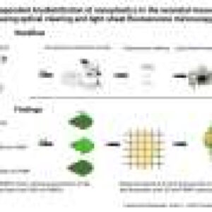 Three-dimensional visualization of nanoplastic distribution in the neonatal mouse brain