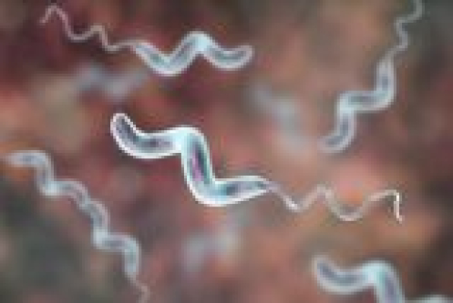 How 31 Billion Chickens Are Driving the Evolution of a Major Foodborne Pathogen