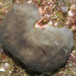 Blobby chicken kidney sponges clean dirty water surprisingly well