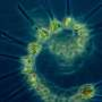 New report highlights health of the UK’s plankton communities