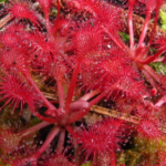 5 gnarly plants in the Okefenokee Swamp, from digestive slime to Earth’s fastest predator