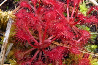 5 gnarly plants in the Okefenokee Swamp, from digestive slime to Earth’s fastest predator