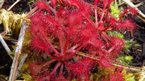 5 gnarly plants in the Okefenokee Swamp, from digestive slime to Earth’s fastest predator