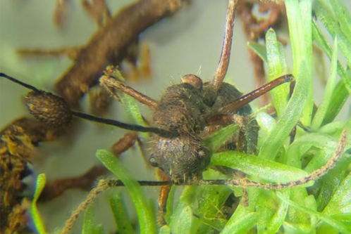 The Bizarre Life Cycle of “Zombie-Ant” Fungus Gets a New Twist
